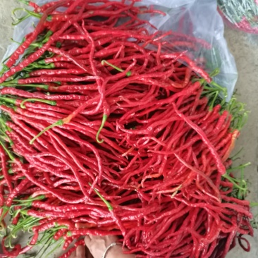 鸡肠红辣椒