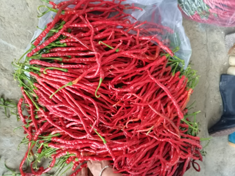 鸡肠红辣椒