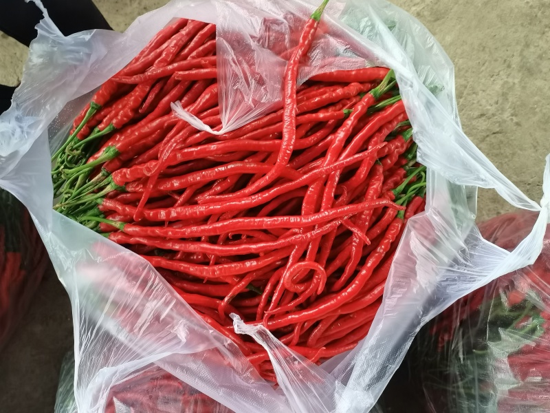 鸡肠红辣椒