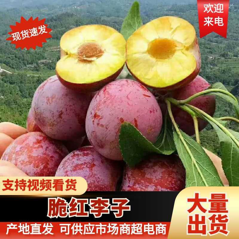 四川脆红李子大量上市产地直发保质保量对接电商批发商