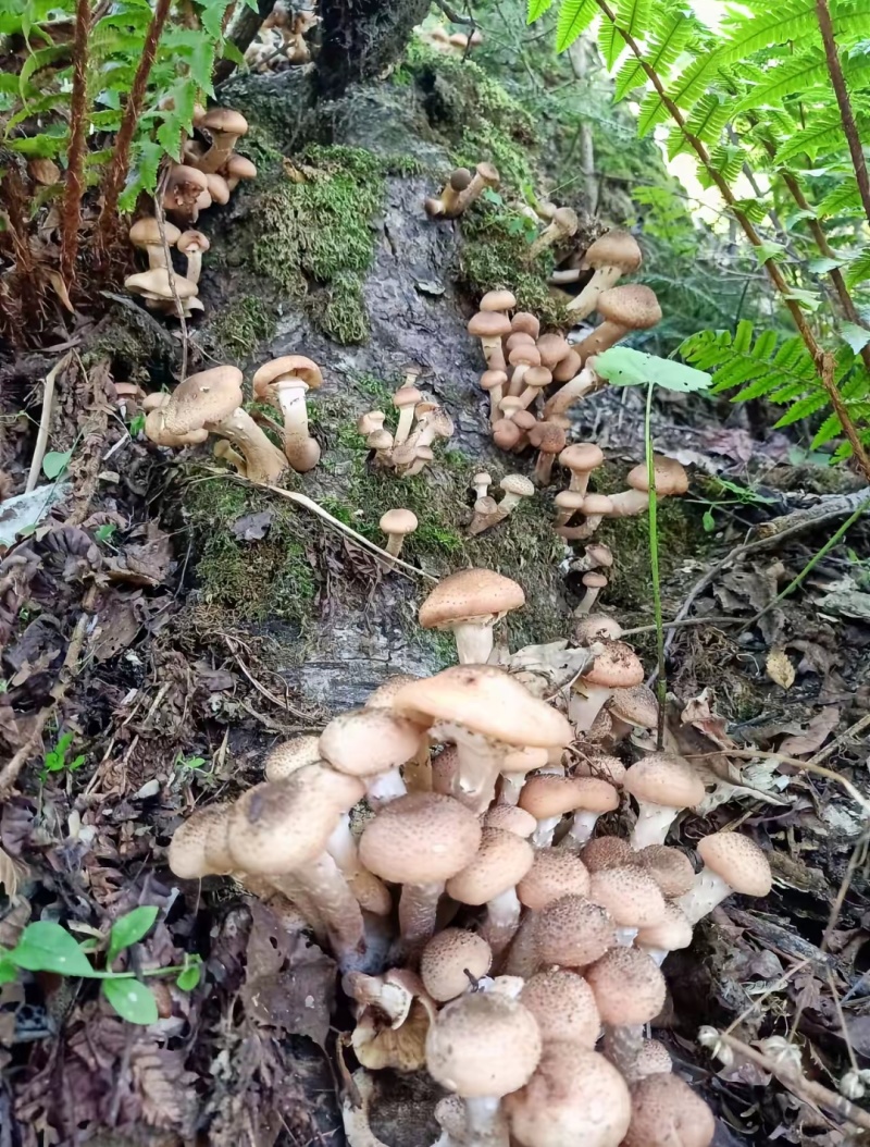 黑龙江一手货源野生榛蘑各种规格货源充足热卖中1
