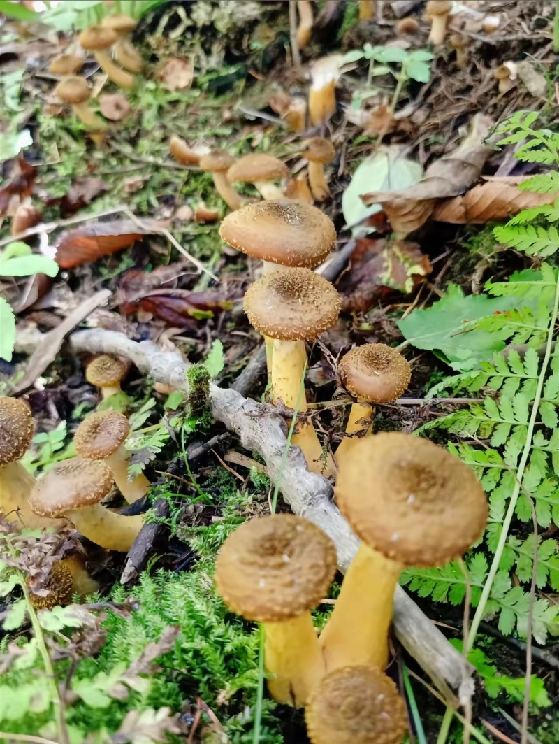 黑龙江一手货源野生榛蘑各种规格货源充足热卖中1