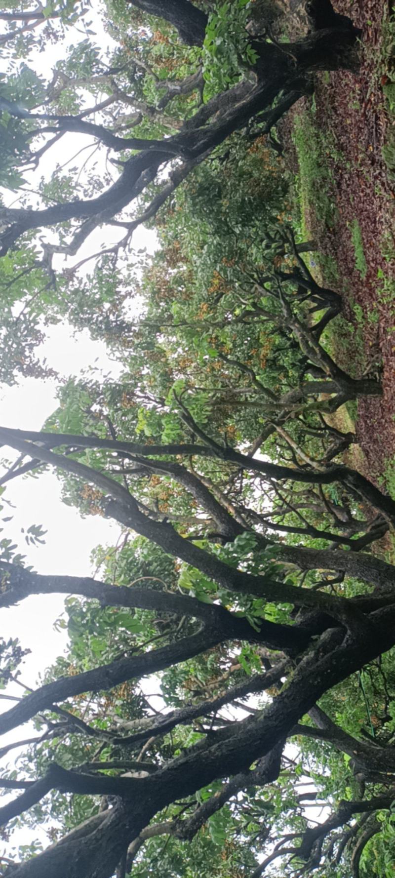 自有石硖龙眼约5万斤，准备开园，全是精品，欢迎老板们来选