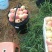 鲁丽苹果
