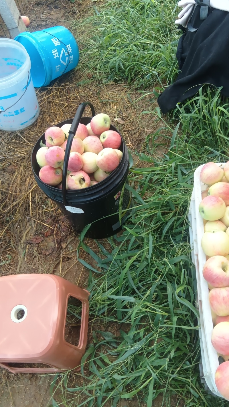 鲁丽苹果