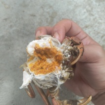 精品六月黄