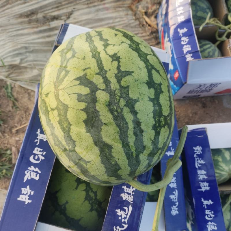精品无籽美都西瓜