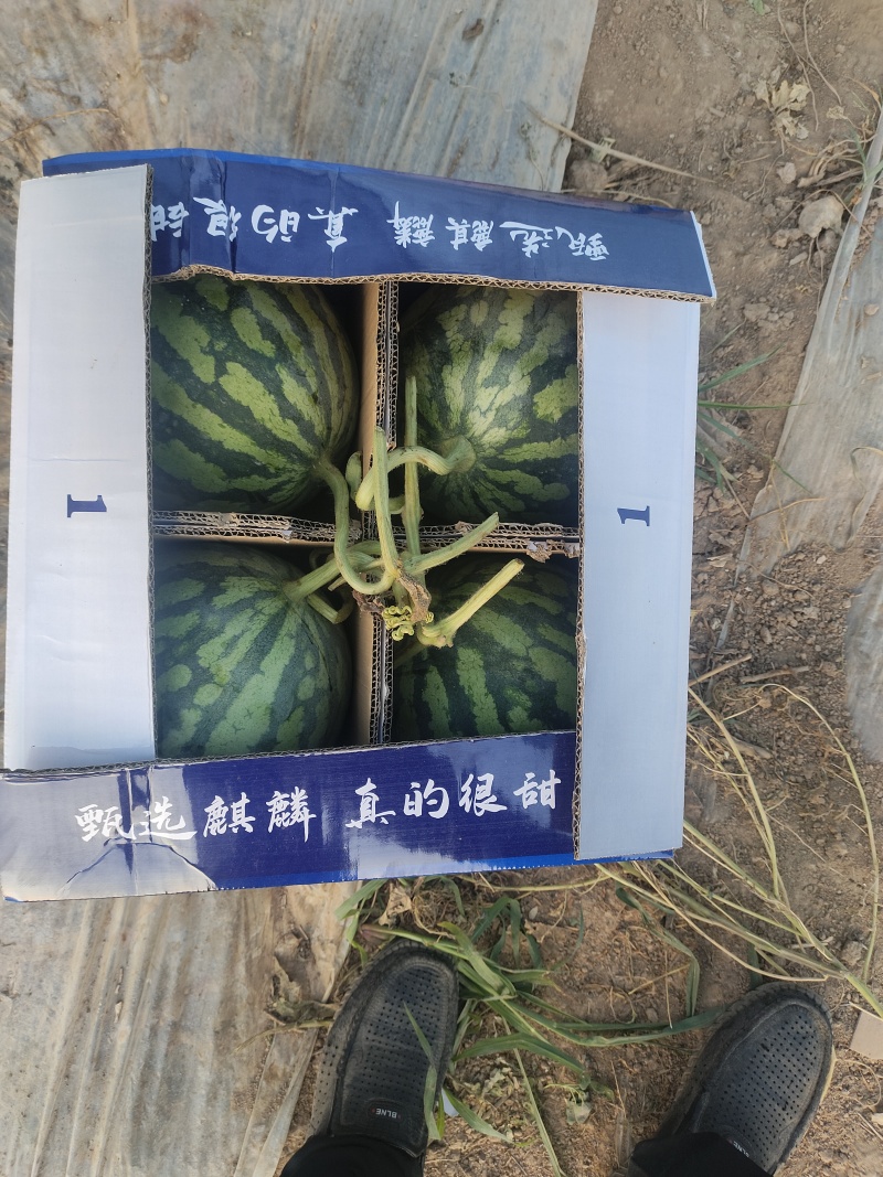 精品无籽美都西瓜