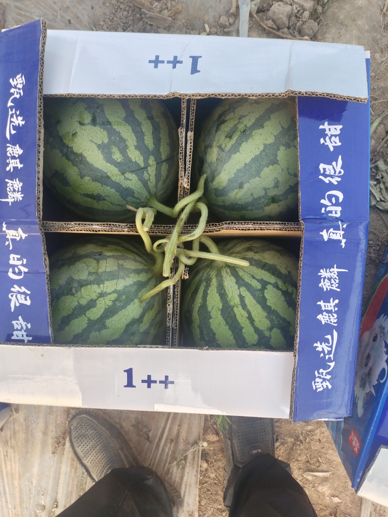 精品无籽美都西瓜