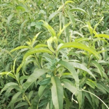 两年生7-7油蟠桃成品苗