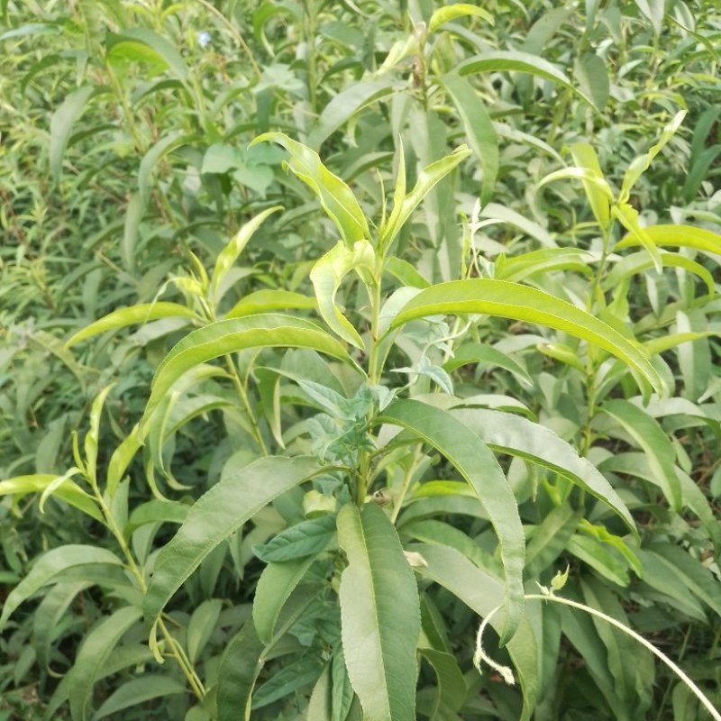 两年生7-7油蟠桃成品苗