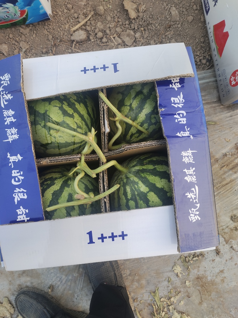 精品无籽美都西瓜