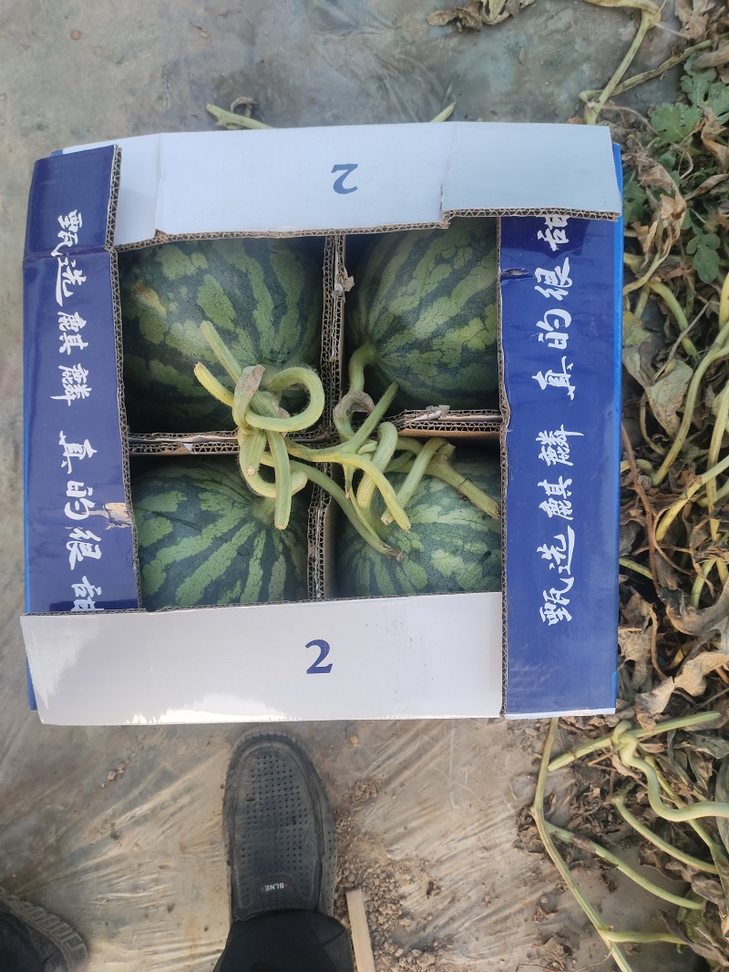 精品无籽美都西瓜