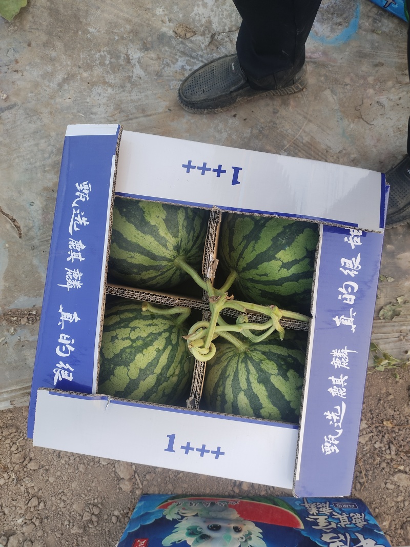 精品无籽美都西瓜