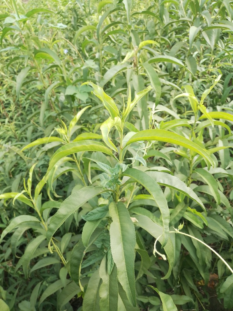 两年生7-7油蟠桃成品苗