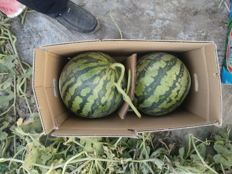 精品无籽美都西瓜
