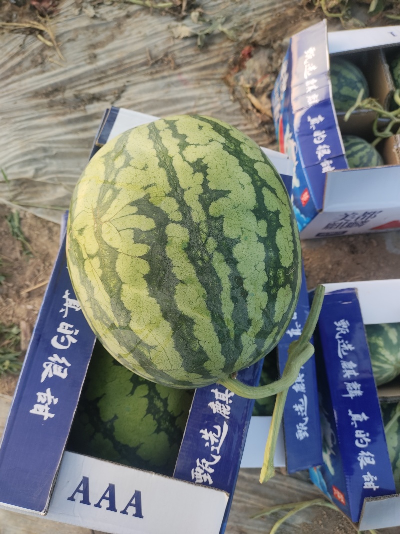 精品无籽美都西瓜