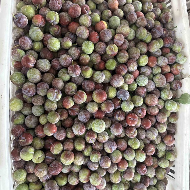 小脆红