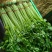 聊城香芹大量上市。支持各种包装。可对接商超，加工厂，食堂