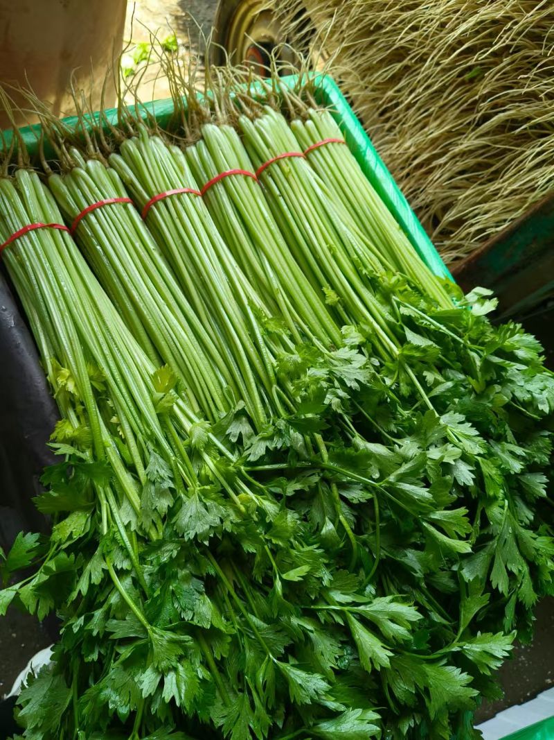 聊城香芹大量上市。支持各种包装。可对接商超，加工厂，食堂