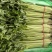 聊城香芹大量上市。支持各种包装。可对接商超，加工厂，食堂