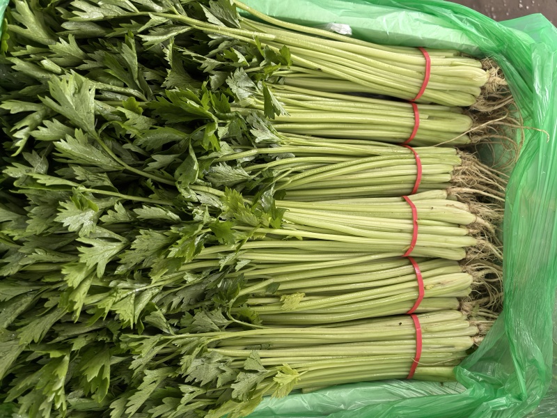 聊城香芹大量上市。支持各种包装。可对接商超，加工厂，食堂
