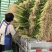聊城香芹大量上市。支持各种包装。可对接商超，加工厂，食堂