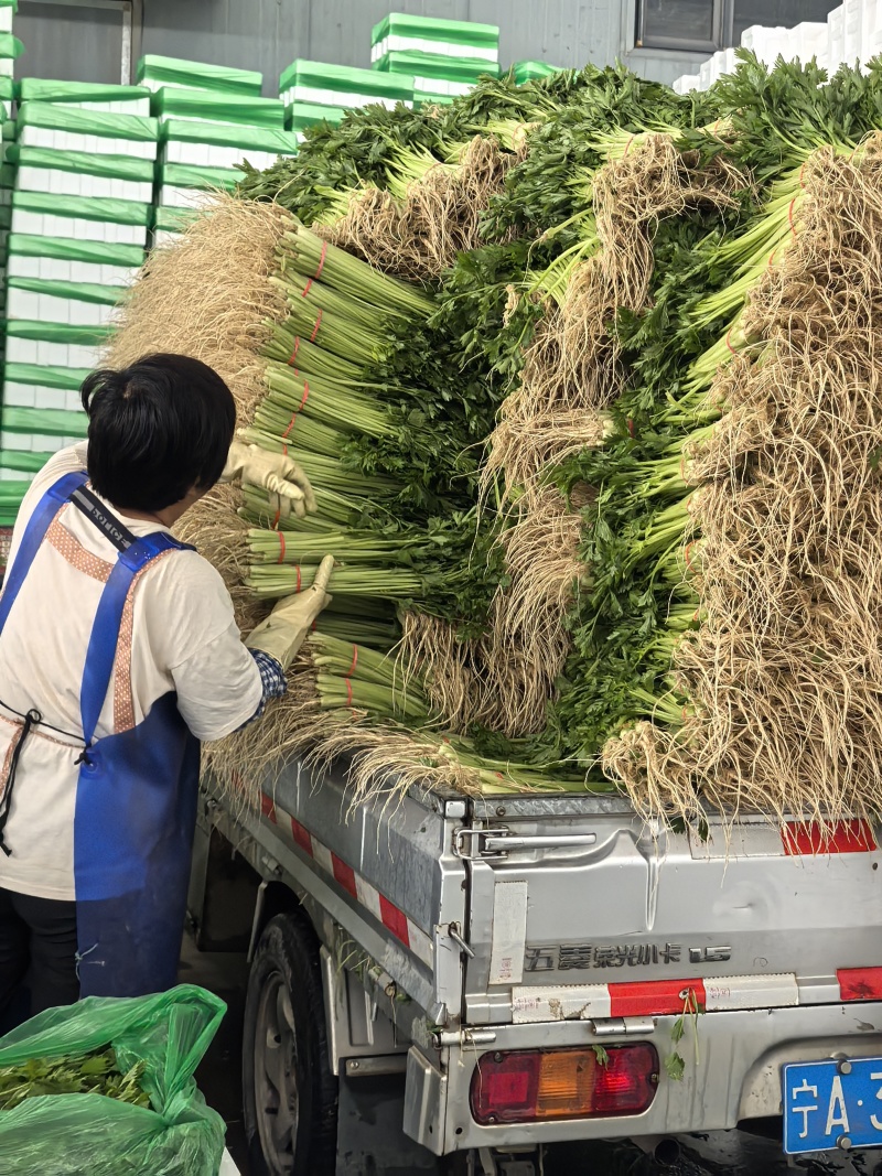 聊城香芹大量上市。支持各种包装。可对接商超，加工厂，食堂