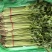 聊城香芹大量上市。支持各种包装。可对接商超，加工厂，食堂