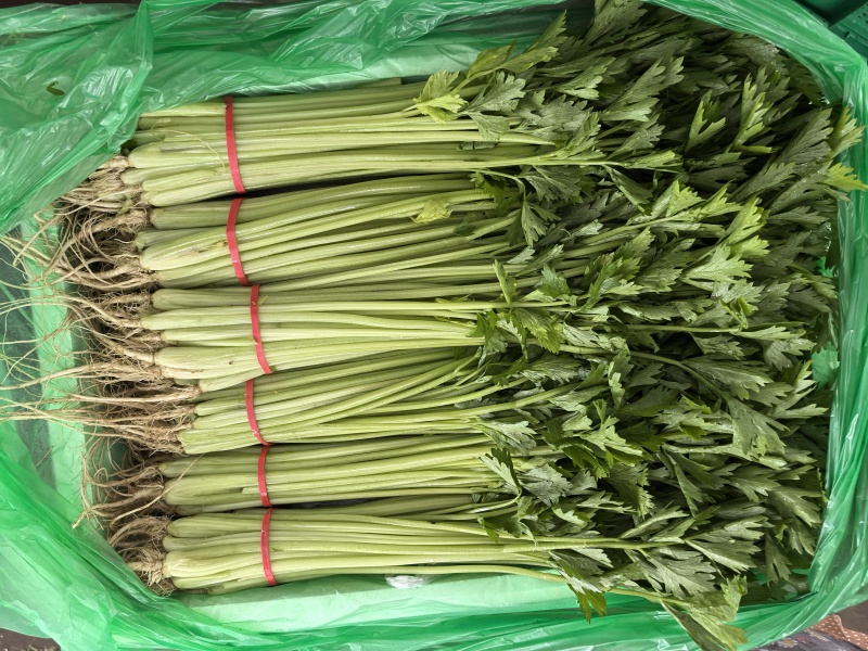 聊城香芹大量上市。支持各种包装。可对接商超，加工厂，食堂