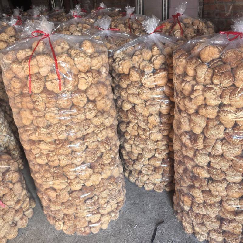猴头菇黑龙江一手货源对接全国市场热卖中一手货源大卖2