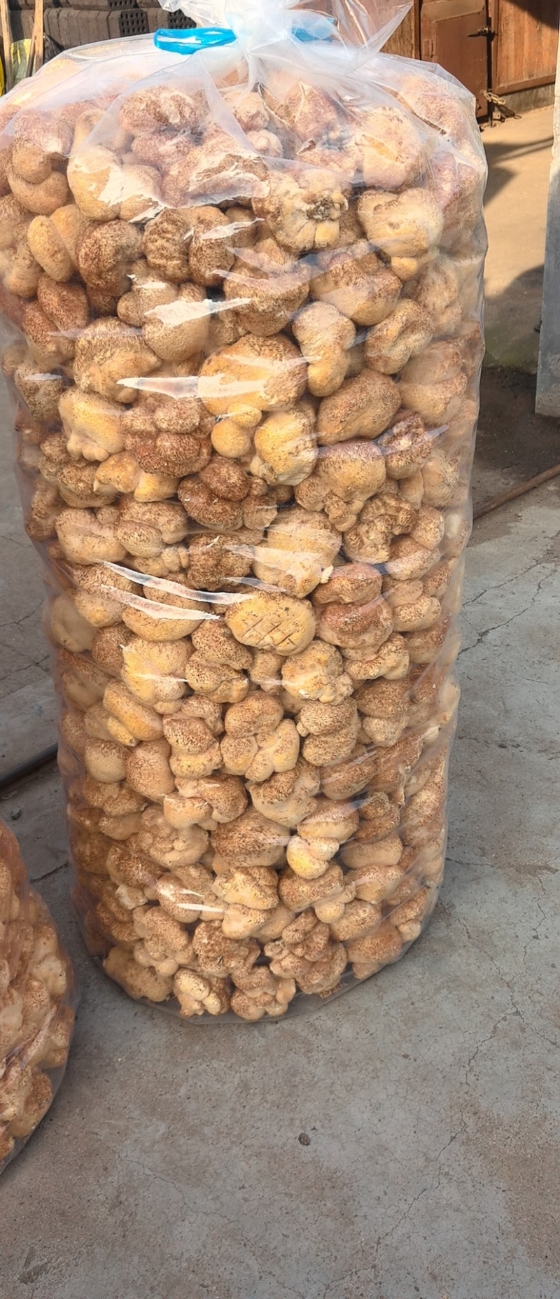 猴头菇黑龙江一手货源对接全国市场热卖中一手货源大卖2