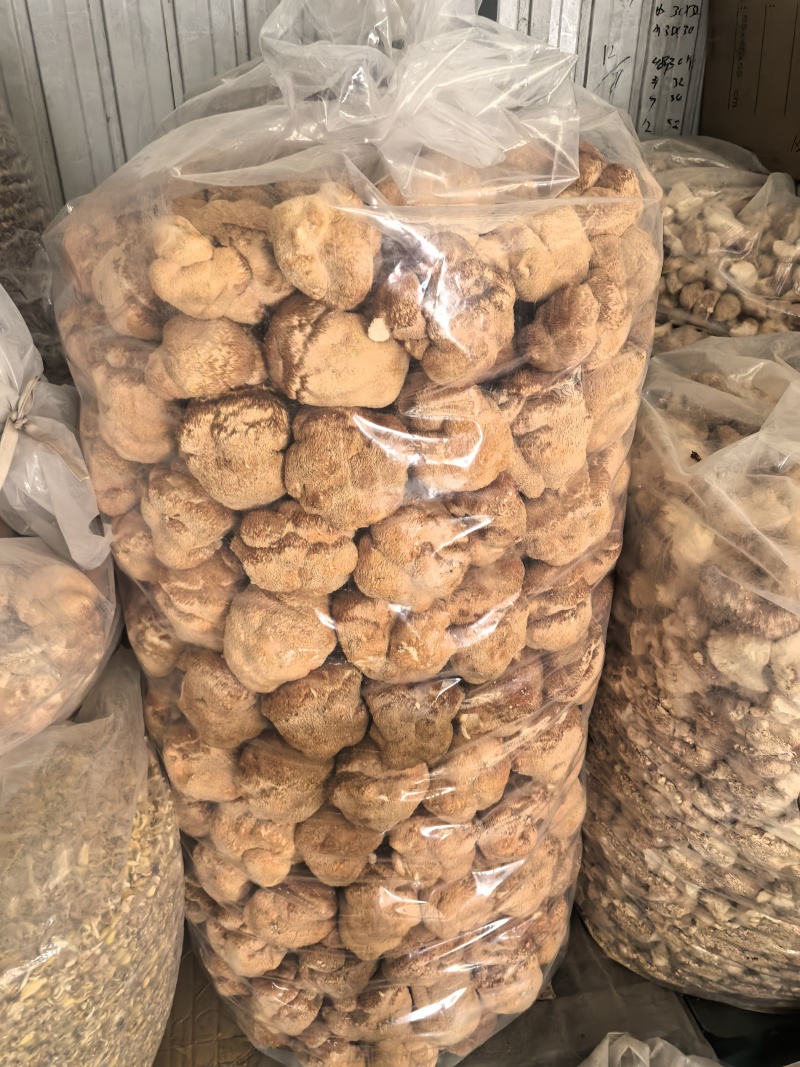 猴头菇黑龙江一手货源对接全国市场热卖中一手货源大卖2