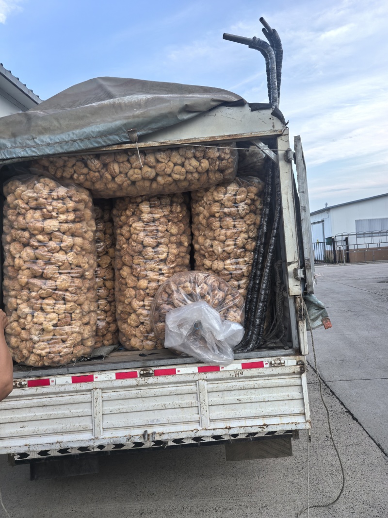 猴头菇黑龙江一手货源对接全国市场热卖中一手货源大卖2