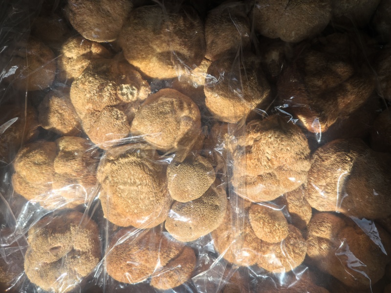 猴头菇黑龙江一手货源对接全国市场热卖中一手货源大卖2