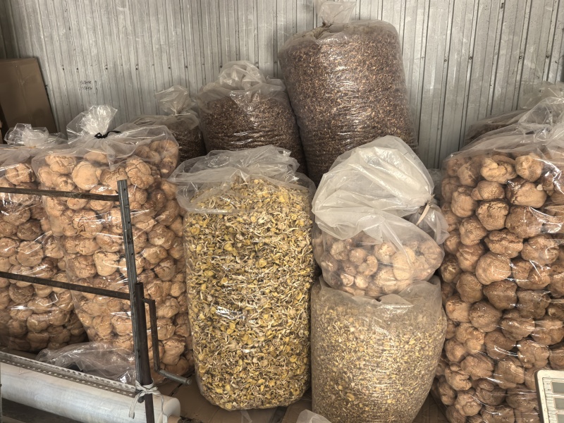 猴头菇黑龙江一手货源对接全国市场热卖中一手货源大卖2