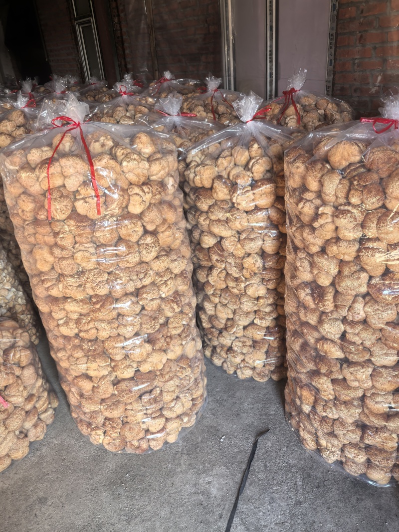 猴头菇黑龙江一手货源对接全国市场热卖中一手货源大卖2