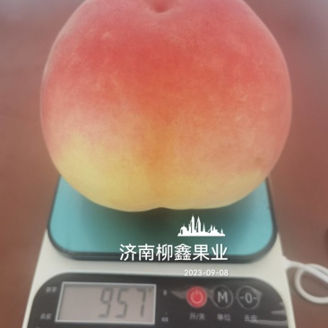 济南柳鑫果业自产5万斤优质秋彤桃8月28日上市