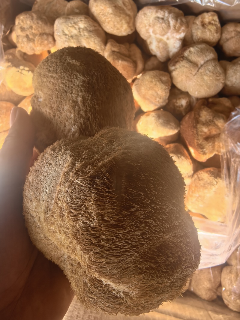 猴头菇黑龙江一手货源对接全国市场热卖中一手货源大卖1