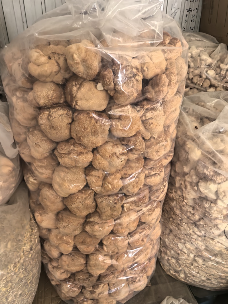 猴头菇黑龙江一手货源对接全国市场热卖中一手货源大卖1