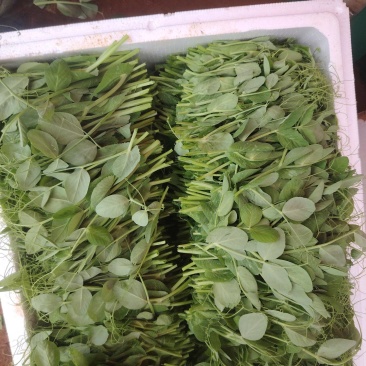 豌豆尖基地大量出货中