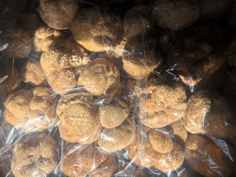 猴头菇黑龙江一手货源对接全国市场热卖中一手货源大卖1