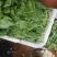 豌豆尖基地大量出货中