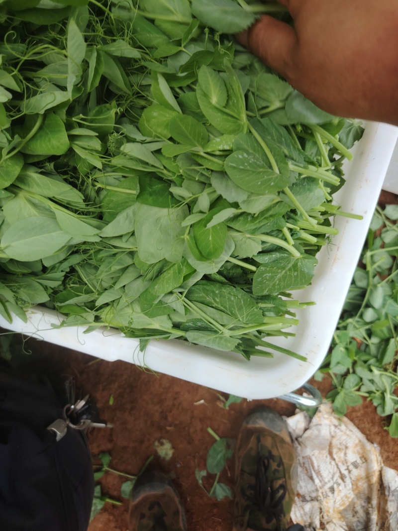 豌豆尖基地大量出货中