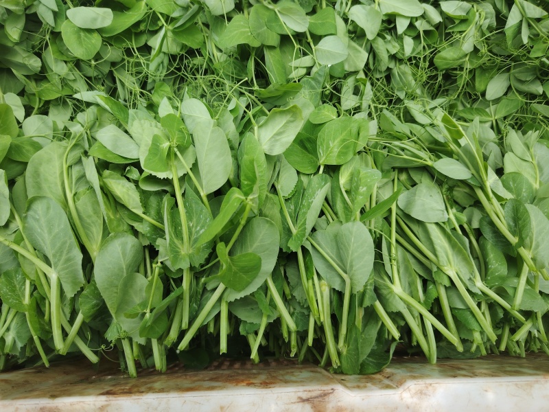 豌豆尖基地大量出货中