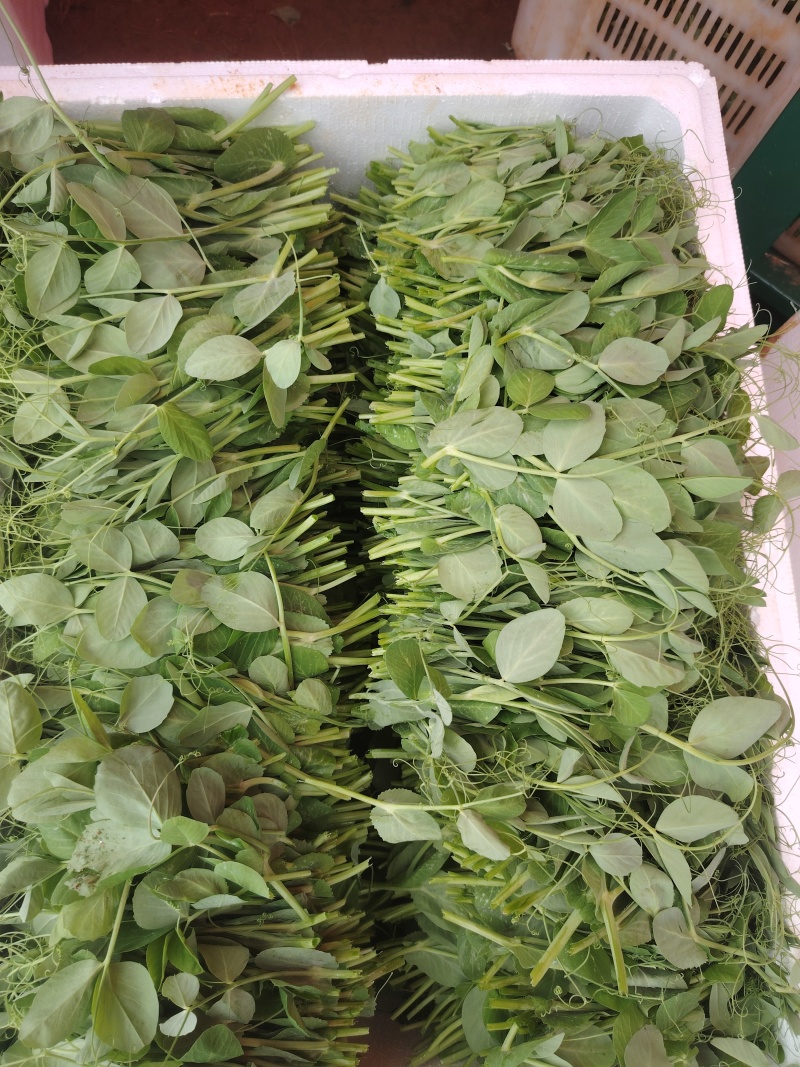 豌豆尖基地大量出货中