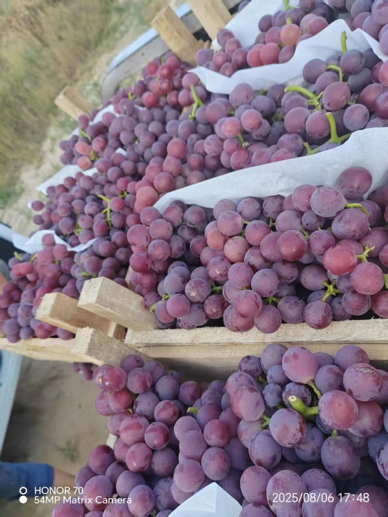 威县万亩巨峰葡萄大量上市