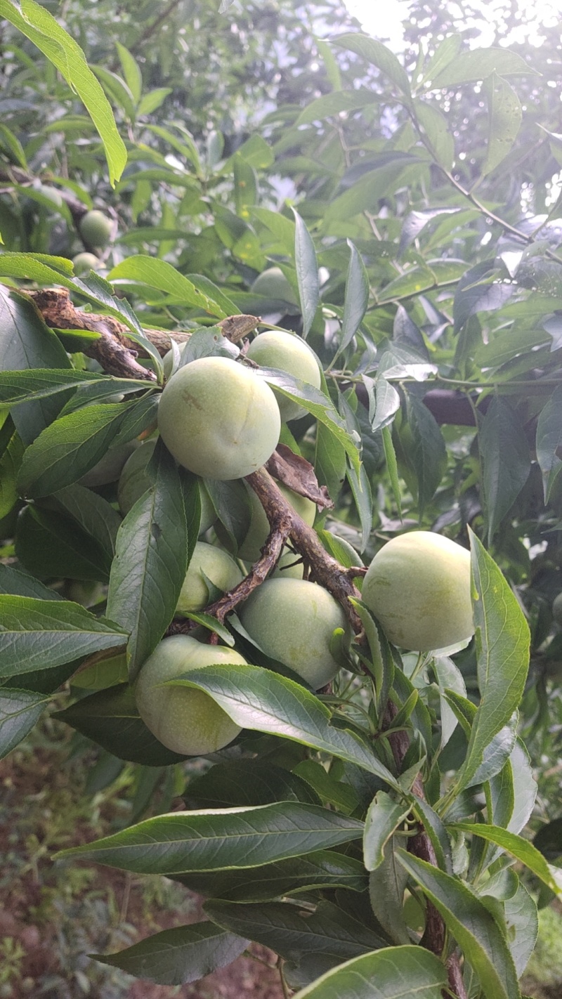万源富硒青脆李