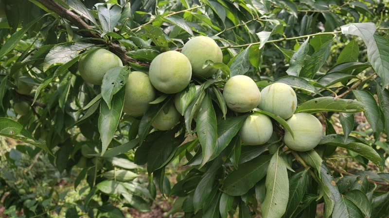 万源富硒青脆李