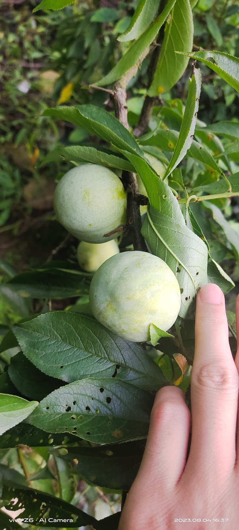 万源富硒青脆李